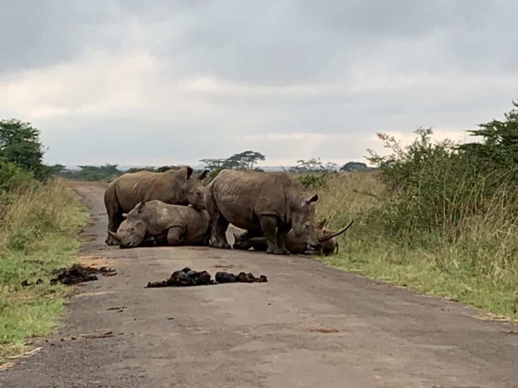 Nashörner, die sich im Nairobi Nationalpark auf dem Asphalt wärmen